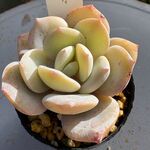 ミルクティー＊土つき苗・多肉植物