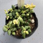 エンジェルティアーズ＊土つき苗・多肉植物