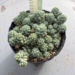 マジョール＊土つき苗・多肉植物