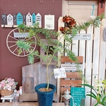 現品SALE♡春の準備に【大きめミモザアカシア】毎年ふわふわイエローのお花が楽しめます♡