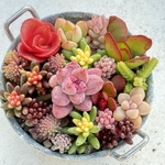 冬季限定♡⃛ちまちま寄せ植え紅葉中＊ちまちまサイズ＊多肉植物＊このまま発送
