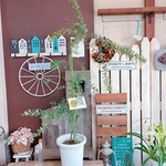 現品SALE♡春の準備に【大きめミモザアカシア】毎年ふわふわイエローのお花が楽しめます♡