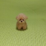 おちびトイプードル　パピー　アプリコット　 羊毛フェルト
