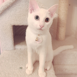 猫ちゃんの迷子札＊お月様