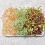 アナベル紫陽花　あじさい　アジサイ　プリザーブド　レモンオレンジ