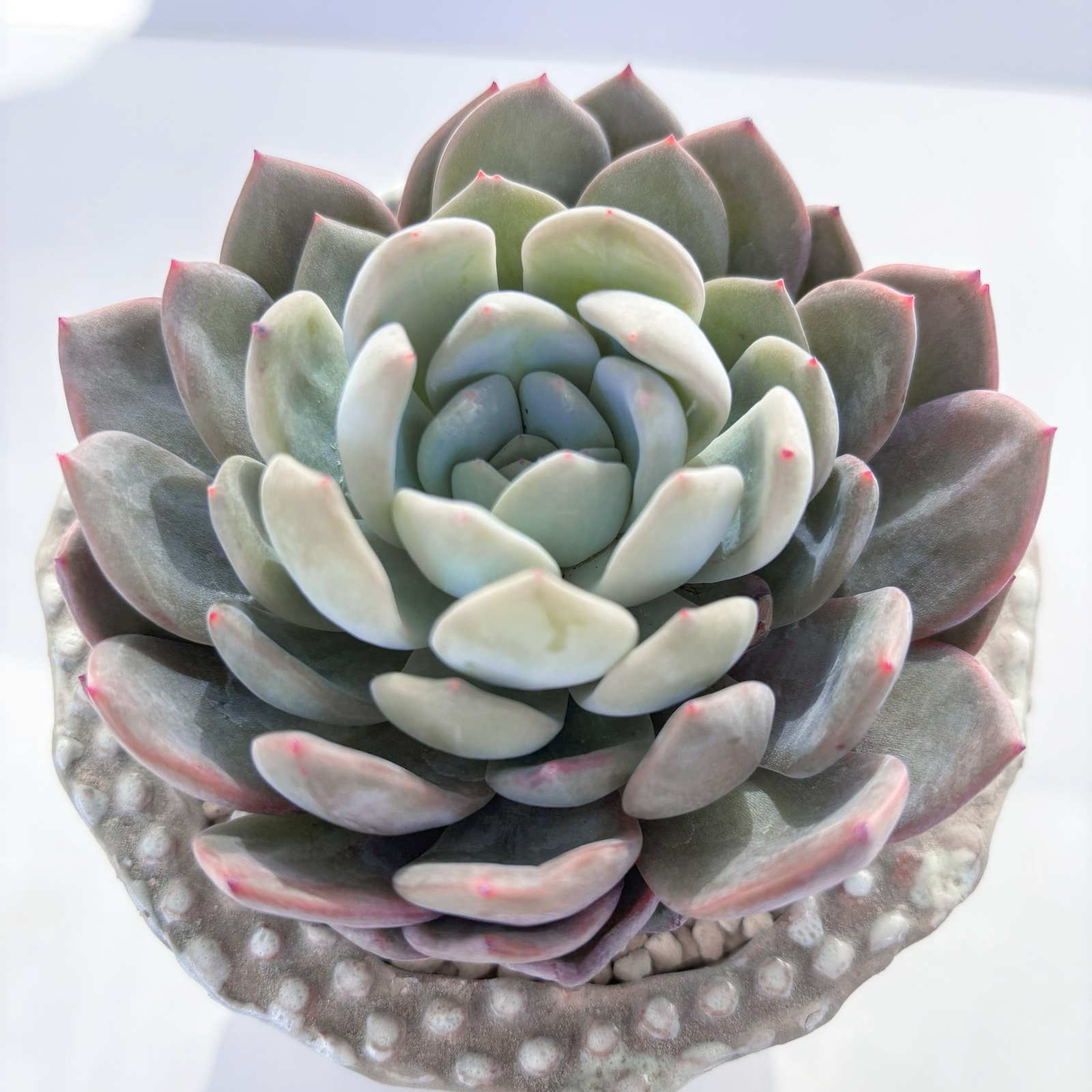 韓国苗 バイキング ♡ ALL 500円 ♡ 韓国苗 - 観葉植物の人気通販 | minne byGMOペパボ 国内最大級の