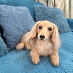 うちの子そっくり♡ずっといっしょに♡ダックスフンド☆ダックス　犬　