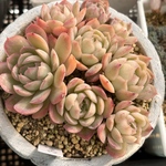 【SALE】ストロベリーアイス　大株群生　韓国苗　多肉植物