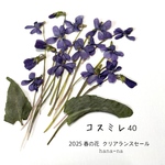 🛍️SALE！ 2025 コスミレ　＊押し花
