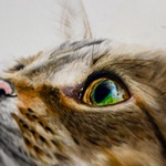 『見つめる先に』– 青い瞳のキジトラ猫｜色鉛筆画 A4サイズ 原画