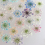 レースフラワーの押し花カラフルミックスセット