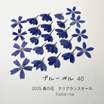 🛍️SALE！ 2025  ブルーベル　＊押し花