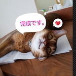 tbshrkb様のお部屋☆どんぐり帽子