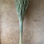 【お飾り用】〈大〉乾燥真菰(まこも)葉［長さ約145cm］約400g 上質品