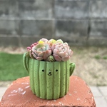 ★送料無料★♡そのまま飾れる♡サボテンポット♬可愛い多肉植物寄せ植え╰(*´︶`*)╯♡