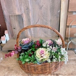 【まさかの送料500円！】現品SALE！ハボタン入りカゴ寄せ植え！長く咲き続けるガーデニング♪