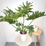 フィロデンドロン　セローム　1【現品】観葉植物　室内　6号