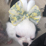 ウサ耳ミモザカチューシャ🌼🐰