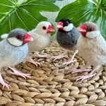 文鳥オーダー　羊毛フェルト