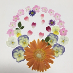 天然押し花素材  45