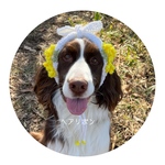 ミモザ＆菜の花のヘアリボン⁂｜春限定・手編みミモザ　／ペット用ミモザの花  ミモザアクセサリー  季節の花  手編み  ボンネット  犬用グッズ  犬用アクセサリー