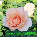 ※送料無料※ ハーバリウムボールペン　専用