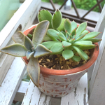 ワンコイン♡熊童子とメビナの寄せ植え