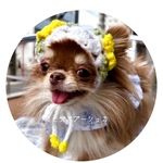 ミモザ＆菜の花の犬用バブーシュカ⁂｜春限定・手編みミモザ　／ペット用ミモザの花  ミモザアクセサリー  季節の花  手編み  ボンネット  犬用グッズ  犬用アクセサリー