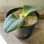 球根植物　マッソニア　ブレダスドルペンシス