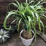 ポニーテール♡トックリラン♡ノリナ♡観葉植物♡おしゃれ