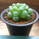 オブツーサ黒鉢♡♡トゥルンカータ♡ハオルチア♡美しい♡多肉植物