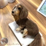 ダックス　オーダーメイド　羊毛フェルト　犬　オーダー