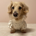 犬服★　リボン柄ニット　重ね着用　インナー　パフスリーブ　ダックス　パピー