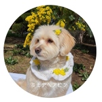 即納‼︎【犬用】ミモザ＆菜の花のヘアクリップ⁂｜春限定・手編み•うちの子•春限定•ミモザの日•ペット用ヘアアクセサリー