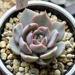 レア品種！【現品】 ★プラチナローズ 多肉植物 自家繁殖 国産