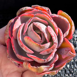 新入荷 多肉植物 エケベリア ビヨンせ虹錦 超美苗 レア種