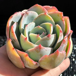 新入荷 多肉植物 エケベリア ネオンライト 超美苗 レア種