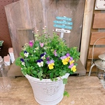 現品SALE♡春色サクラソウ入り【素敵な色合いガーデニング】次々咲き続け長く楽しる寄せ植え！ホワイト系樹脂器！ピックつき