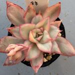 エスター錦＊土つき苗・多肉植物