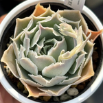 人気原種！【現品】★シムランスラグナサンチェス実生 多肉植物 ケーレス実生 自家実生苗