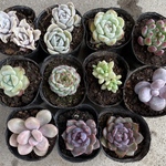 レア種多数　多肉植物　苗　11種類セット
