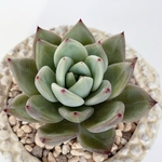 ♡セール♡750-→350-多肉植物＊ホワイトシャンペーン＊エケベリア＊人気種＆レア＊根あり苗＊king feeling＆beautifully color