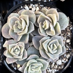 【SALE】ラブリーローズ　エケベリア　多肉植物