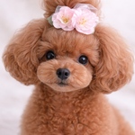 犬リボン　ふんわりさくらリボン　春　ペットアクセサリー