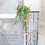 🍃観葉植物 カランコエ フィフィ 3.5号 吊り下げ 多肉植物 多年草 花が咲く 希少 育てやすい おしゃれ