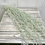 希少  エアプランツ チランジア　ウスネオイデス 太葉　Tillandsia usneoides スパニッシュモス