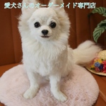 愛犬さんのオーダー　リアル　羊毛フェルト　オーダー　犬　置物　ペット　オーダーメイド　【うちの子オーダー】　メモリアル　チワワ　トイプードル　ダックス　柴犬　パピヨン　ポメラニアン　ヨーキー
