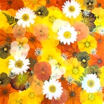 new♡作家様必見♡押し花MIXセット♡押し花セット