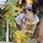 【ミモザつけ襟】　犬　ミモザ　菜の花　花　ビブ　スタイ ケープ 襟　つけ襟
