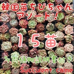 韓国苗 １５苗ちびちゃん詰め合わせ！隙間があれば苗追加します♪